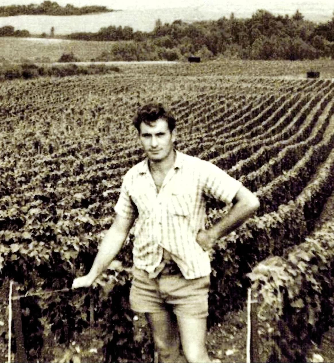 Jean-Marie Rigot dans les vignes