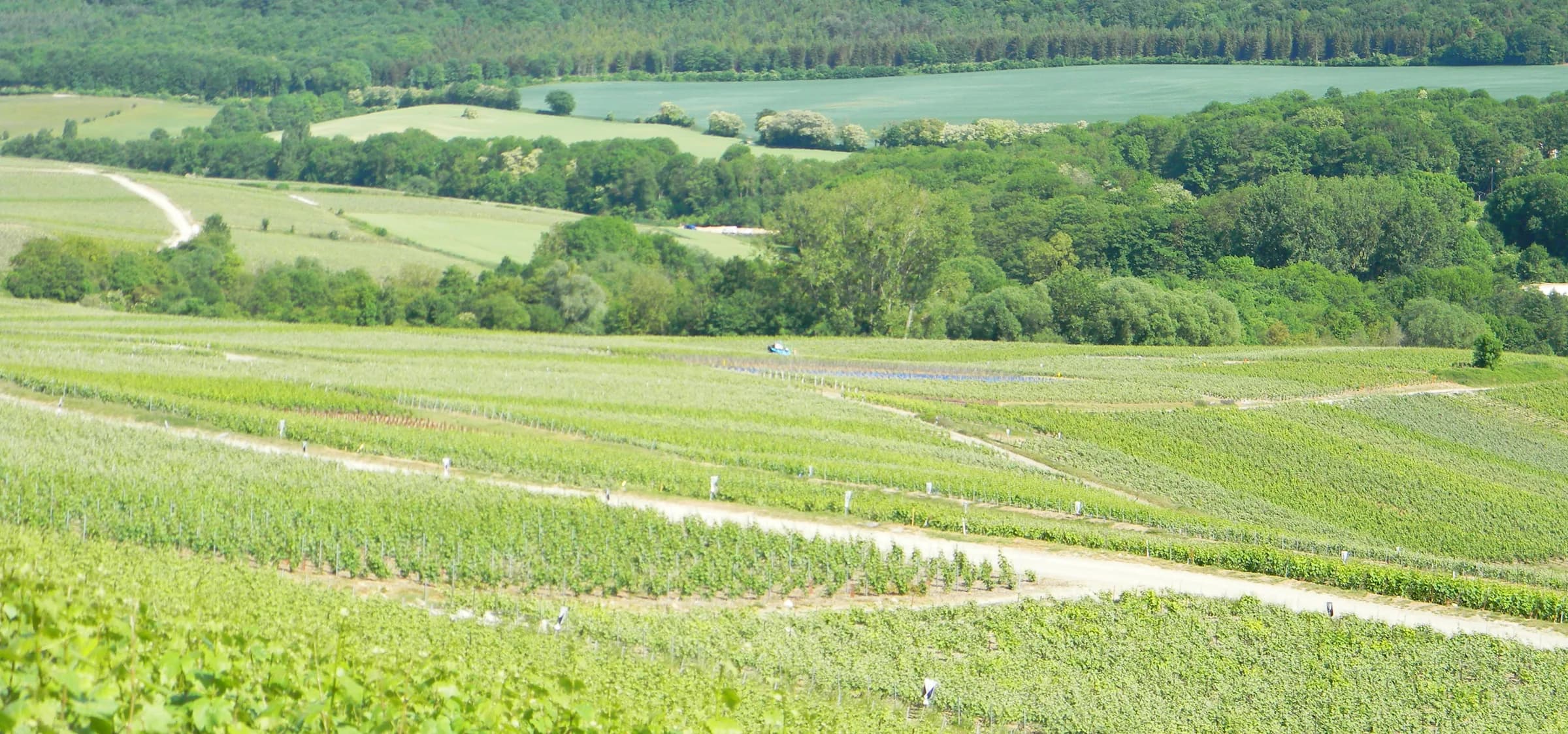 Coteaux du vignoble de Binson-et-Orquigny