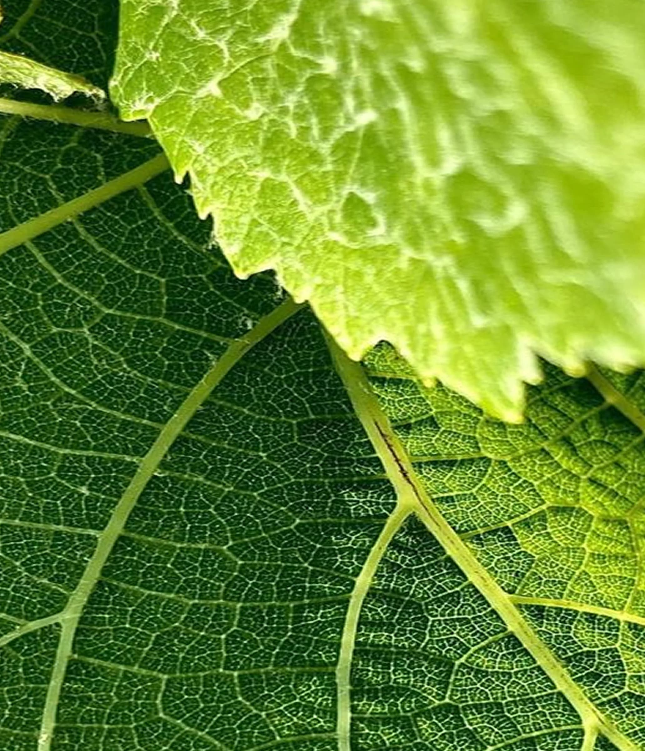 Détail des nervures d'une feuille de vigne