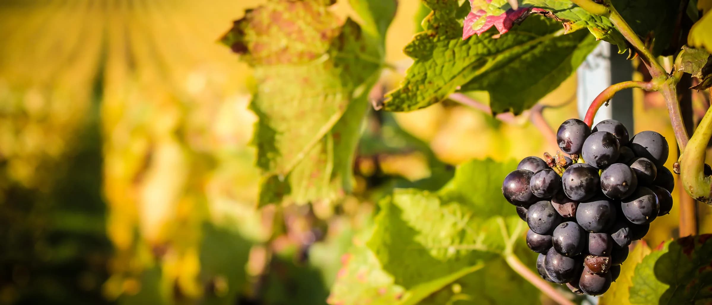 Grappe de pinot noir mûre dans les vignes de la maison J.M. Rigot