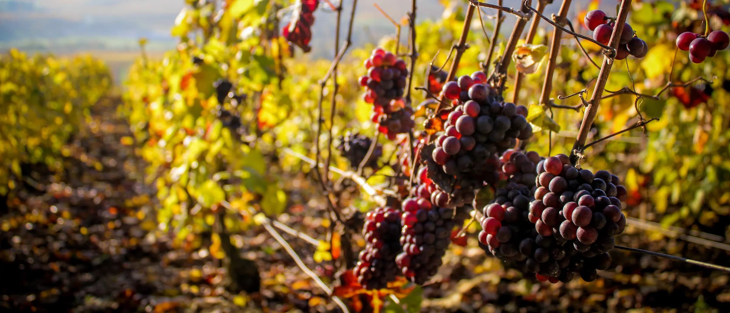 Rang de vigne et grappes de pinot noir en automne