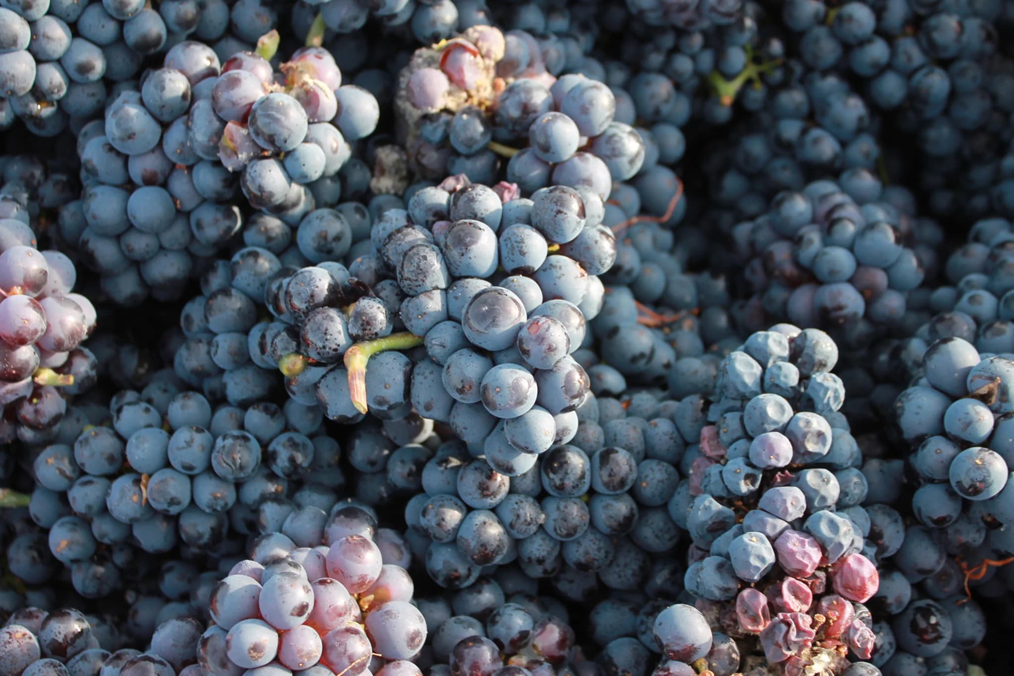 Grappes de pinot noir vendangées