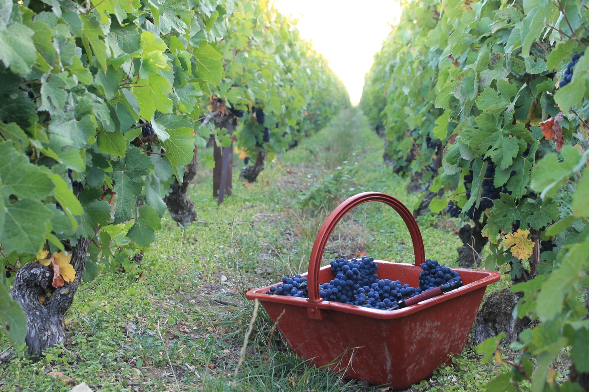 Benne de raisins dans les vignes