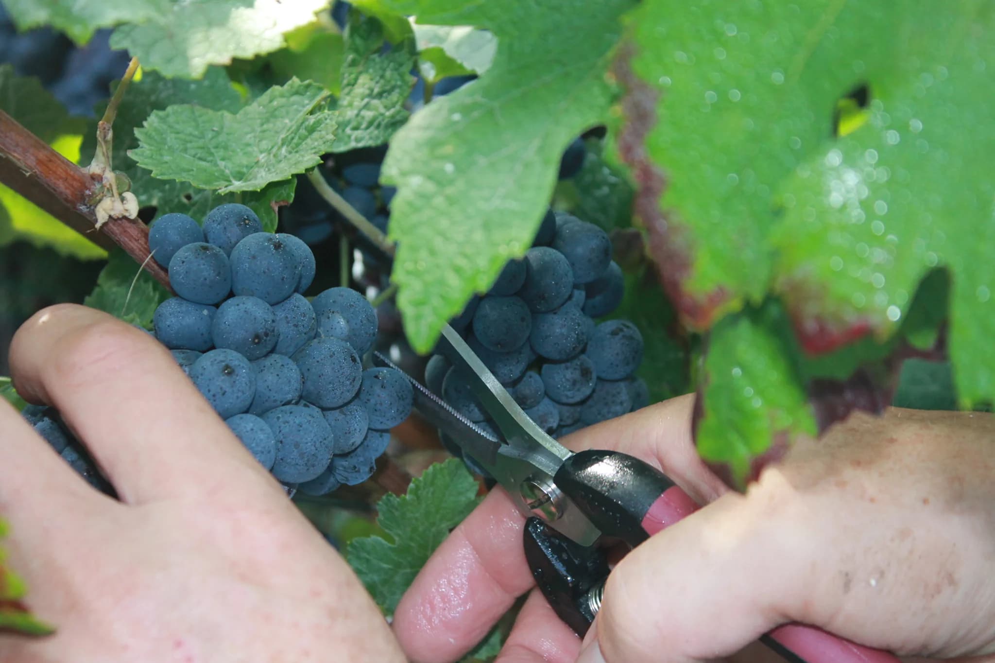 Vendanges manuelles