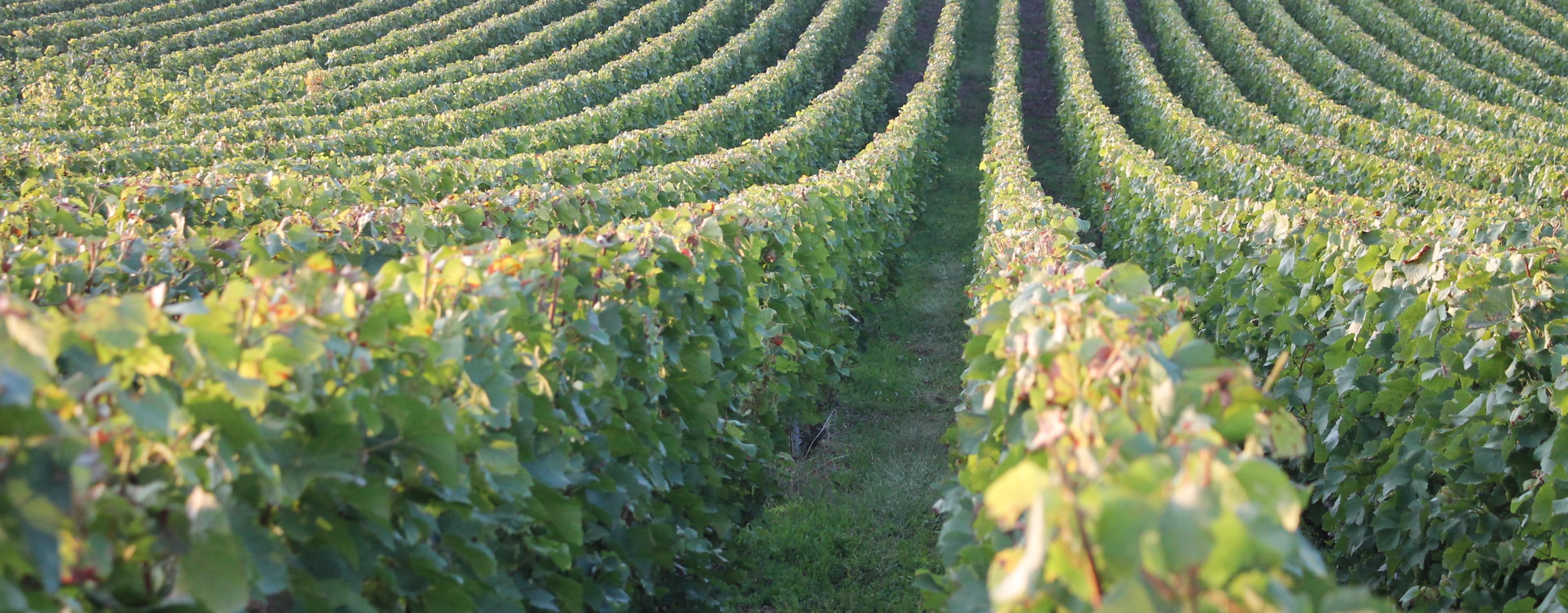 Vignes de la maison J.M. Rigot dans la Vallée de la Marne